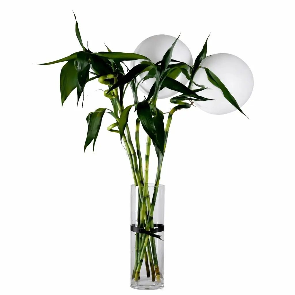 bamboo plant