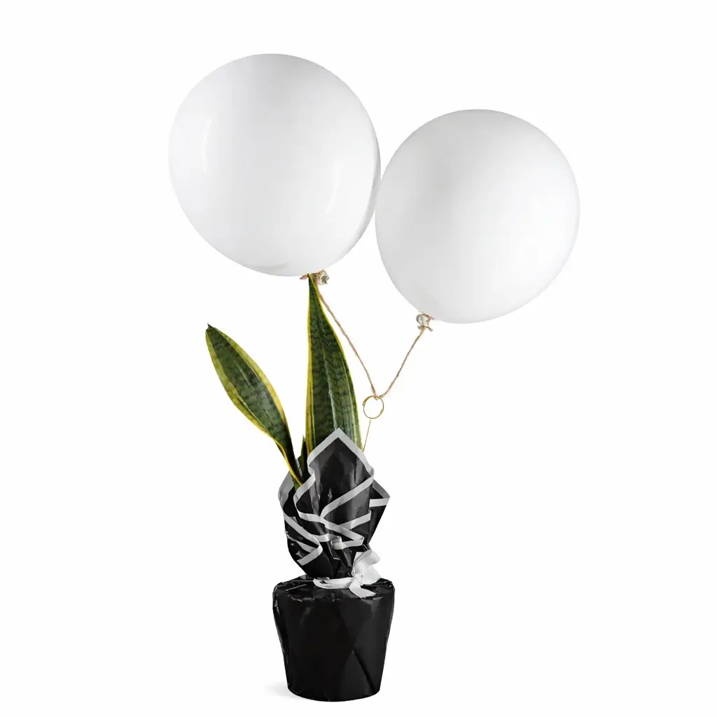 sansevieria (snake plant)